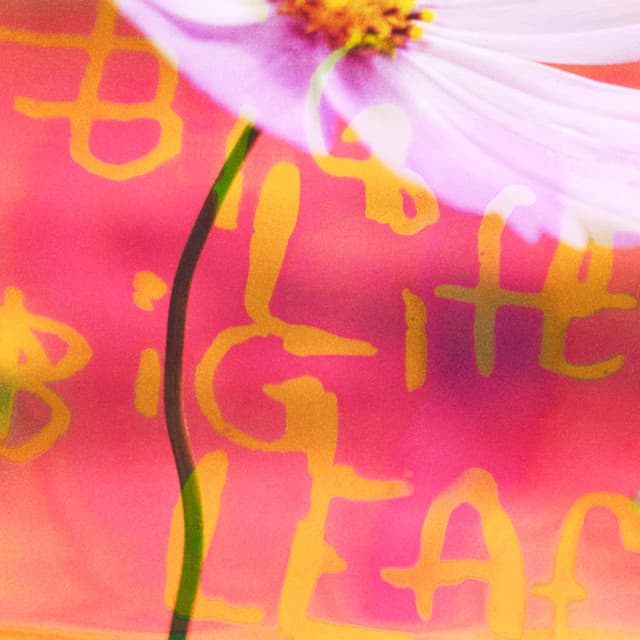 No Joy — Big Life, Big Leaf