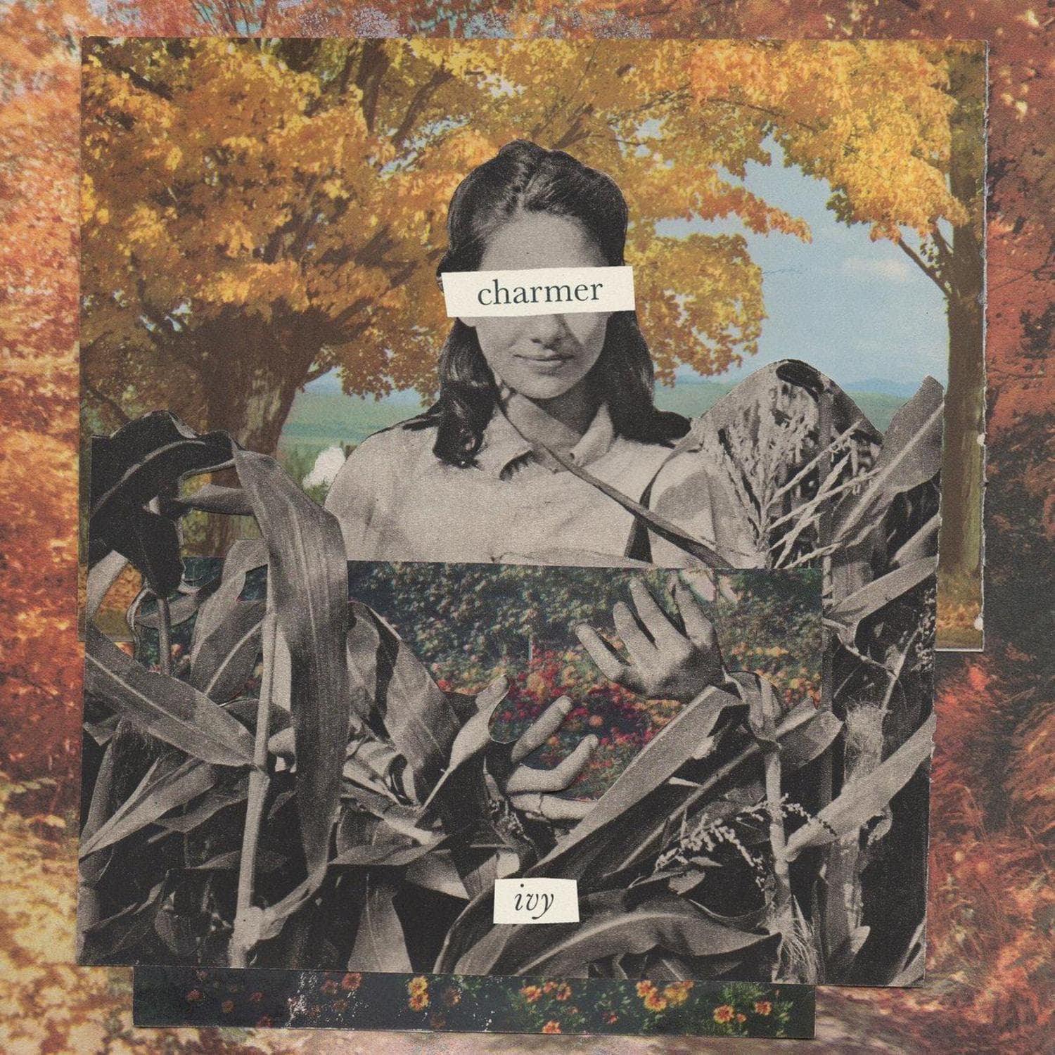 Charmer — ivy