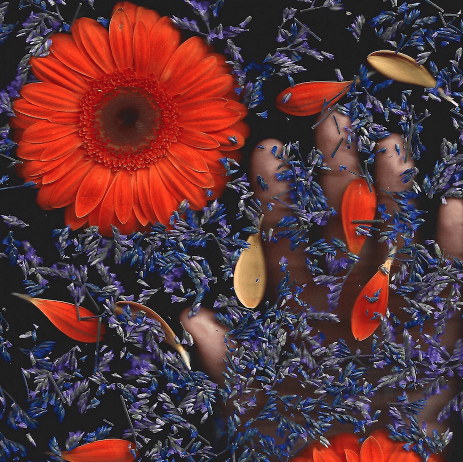 Cover art for wakelee